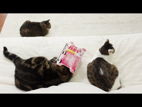 気難し屋の猫 Ultra Pro Grumpy Cat Ultra Pro Grumpy Cat Mini