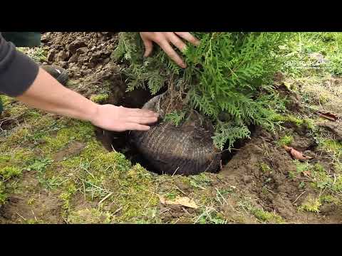 Video: Wie pflanze ich eine Thuja?