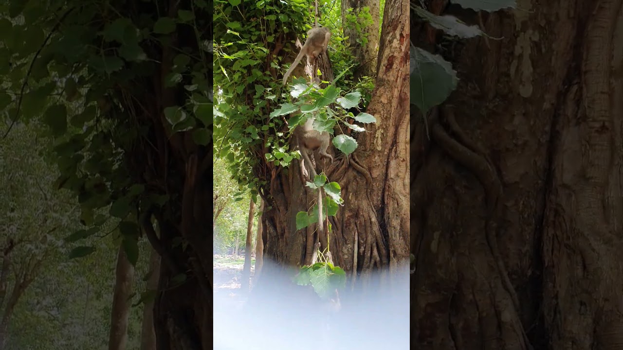 Wildlife monkey in Amber troop 