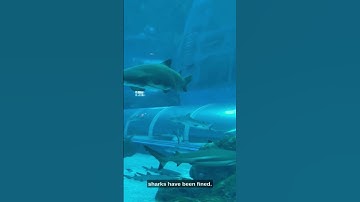 Jaws Unleashed: The Fascinating World of Sharks