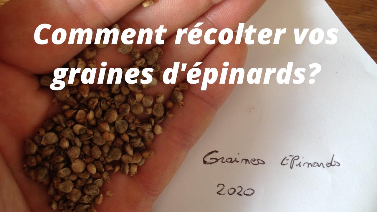 Comment récolter les graines d'épinards?