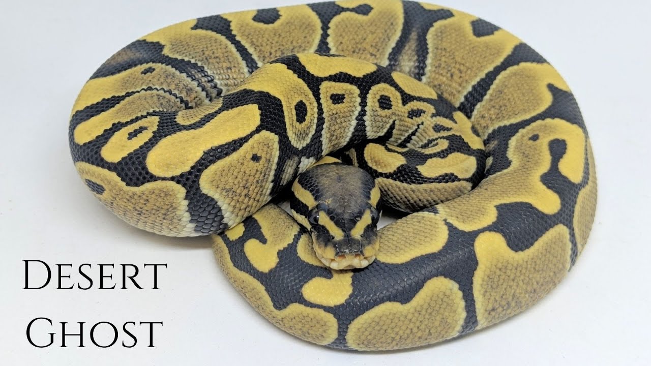 Membahas Morph Desert Ghost pada Ball Python - YouTube