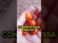 A FAMOSA Guabiroba