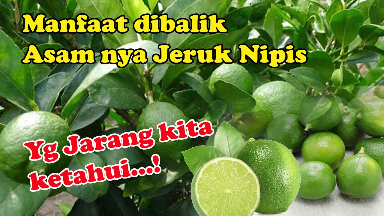 khasiat jeruk nipis yang harus kita ketahui 