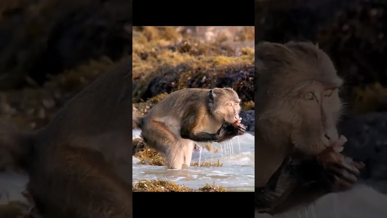 Wildlife restaurant😲 