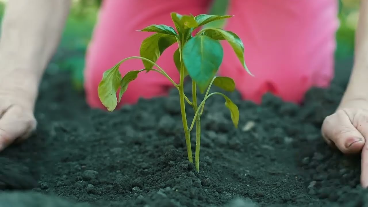 Plant a Tree, Save the Earth | Gardening Tips for Beginners  without copy rights and watermark