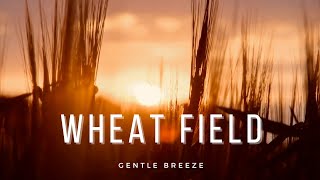 Wheat Field | Nature Sounds - 1 Hour