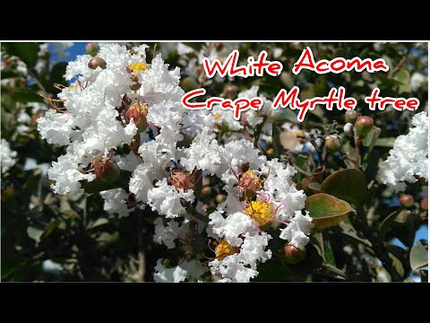 วีดีโอ: การปลูก Acoma Crape Myrtles - ข้อมูลเกี่ยวกับ Acoma Crape Myrtle Trees