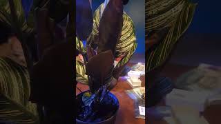 Download Lagu Pinstripe Calathea #plants #prayerplant #houseplants #calathea MP3 Download Lagu Pinstripe Calathea #plants #prayerplant #houseplants #calathea MP3