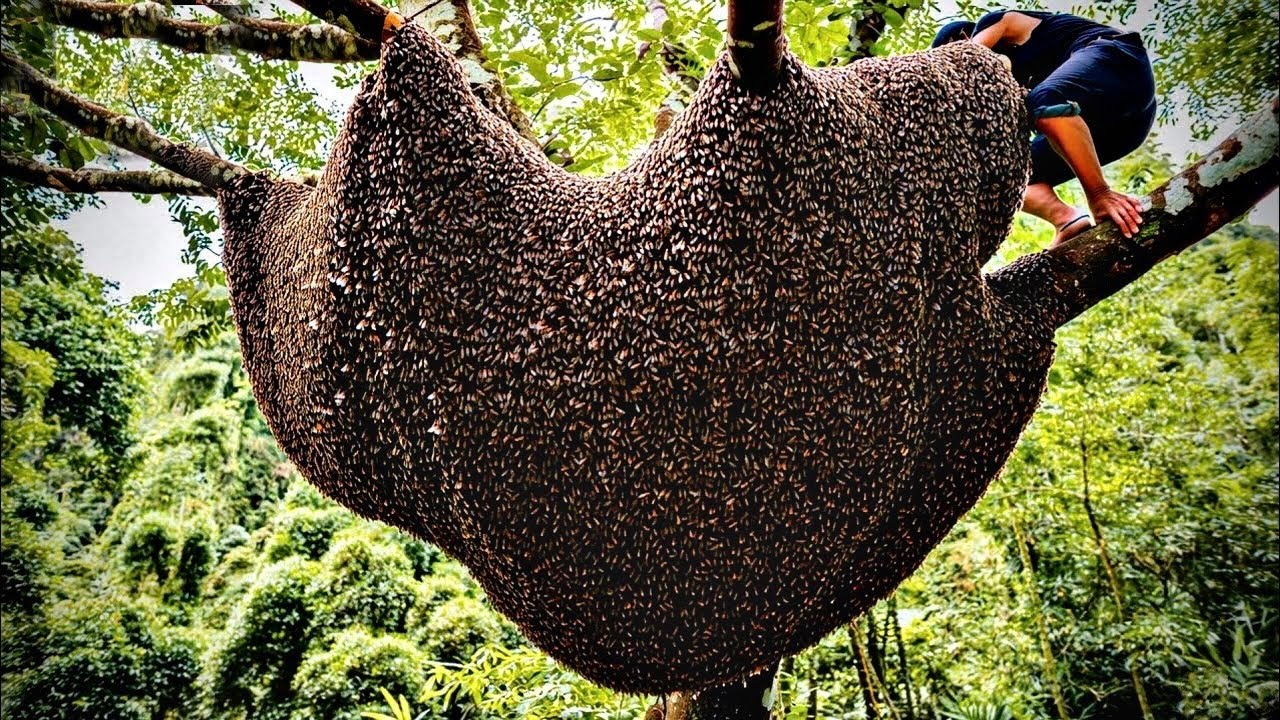 extreme wild honey hunt harvesting 2 honeycombs from a... Fearless Honey Hunter Climbs Giant Jungle Trees for Wild Honey - YouTube