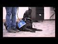 Assistance Dog Visits FBI St. Louis