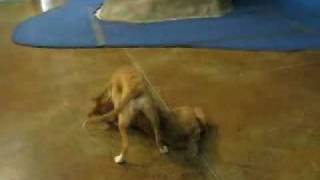 Dogs Run Wild in Boise Idaho!