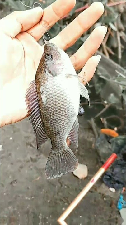 Story wa mancing.