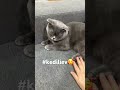 #shorts #kedianneleri #kediliev #annelik  kayıpkedicindy😁😁