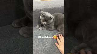 #shorts #kedianneleri #kediliev #annelik  kayıpkedicindy😁😁