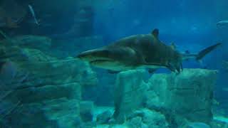 Shark at Istanbul Aqvarium
