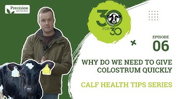 Calf Health Tips - Episode 6: Why Do We Need To Give Colostrum Quickly