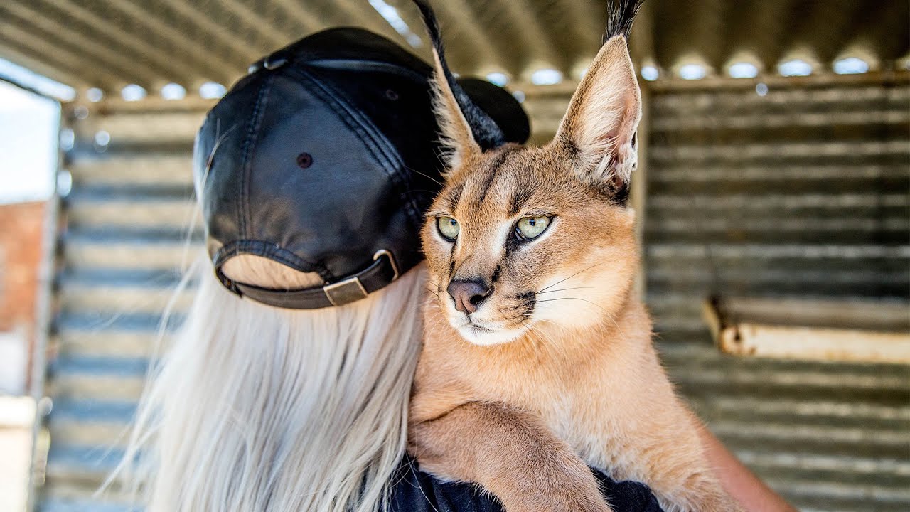 THE MOST LOVABLE AFRICAN CAT!!