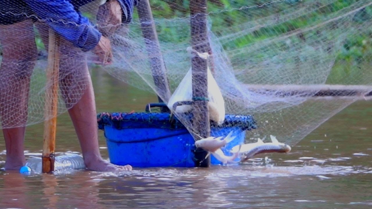 ลุ้นกันอย่างมันส์ ยกยอปลาน้ำแดงท่าเครื่องช่วงน้ำหัวแรกที่ลำพอง - ลำเพนียง