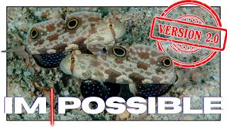 Twinspot Gobies : 4 Ways to Keep Them in Your Aquarium