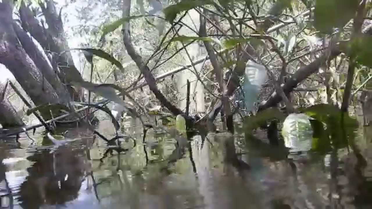 Amazon Dream Trip - Michał Marcinkiewicz Expeditions - Symphysodon aequifasciatus rio 1