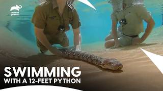 Releasing A Giant Eagle Back Into The Wild | Crikey! It's The Irwins S2 E2 | Animal Planet India