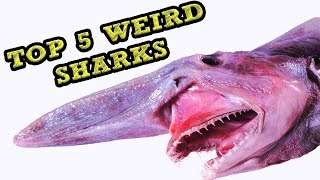 TOP 5 WEIRD SHARKS