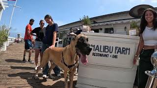 Cash 2.0 Great Dane meeting new people in Malibu 34