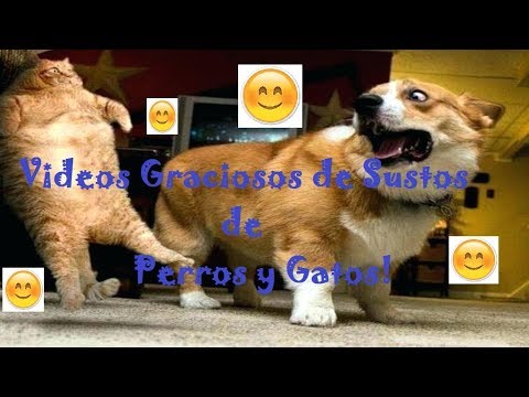 Videos Sustos de Perros y Gatos - YouTube