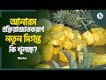 চাঁপাইনবাবগঞ্জে ড্রাই আনারসের বাণিজ্যিক সম্ভাবনা কেমন? | Export Potential of Dried Fruits