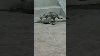 Angry Cat Fighting Cat Fights