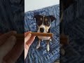 Stick dentaire à mâcher pour chien DAILYS Zoomalia