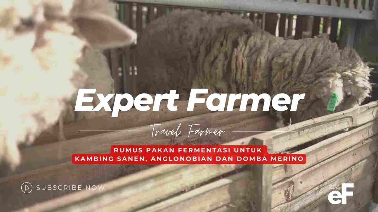 Hasil Pakan Fermentasi untuk Kambing Sanen, Anglonobian dan Domba Merino