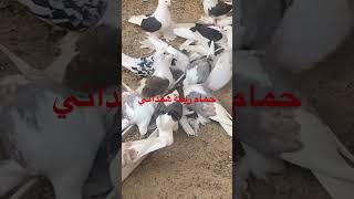 حمام زينة همداني fancy pigeons