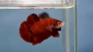 DSC 0072 KOI HMPK MALE..SAMPLE *** BB NOV  5 2014