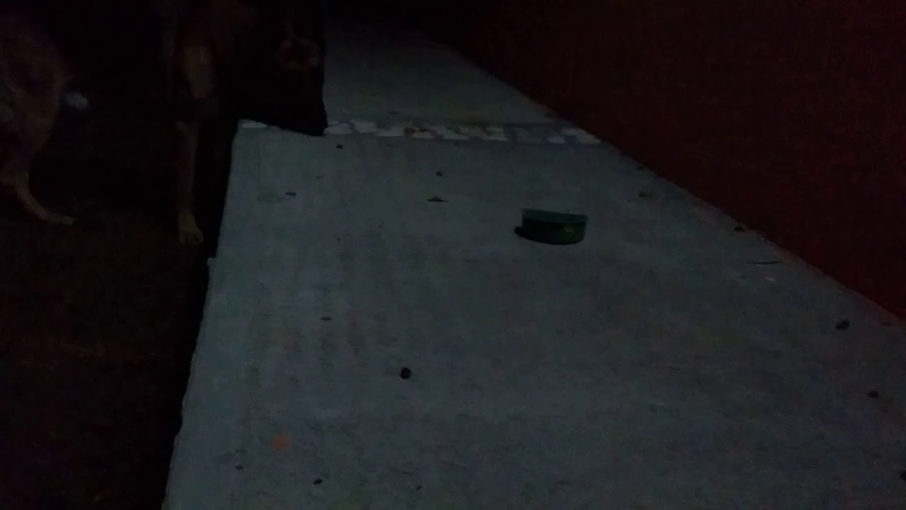 Lobo y Güicha cuando pequeña