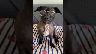 BEHIND THE SCENES 🍿🎥 Chica’s 1st Time Wearing Glasses! #puppy #chihuahua #xolos #funnydogs