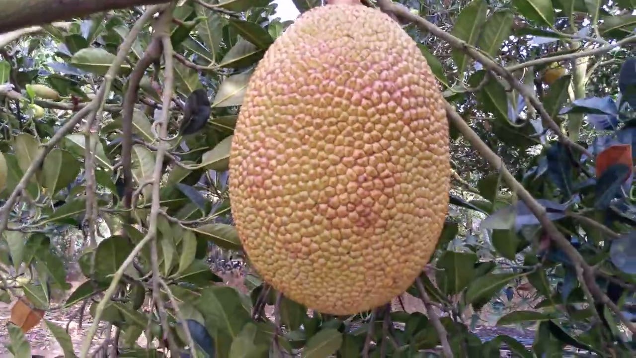 Xem lại mít ngập nước nay như thế nào?