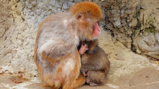 [4K HD] February 26th❗️ Punch-kun finally graduates from being an Oran-mama! 🦧🐒 \