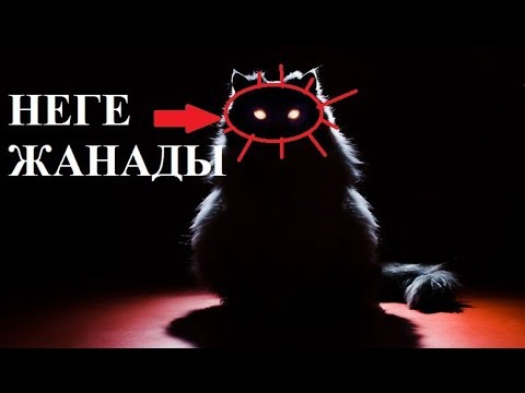 Бейне: Мысықтардың бүргесі туралы барлығы - Cenocephalides Felis