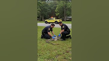 Brave Rescue: Officers Struggle to Save Cat from Giant Python