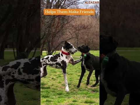 Why Playtime is Important for Your Dog!