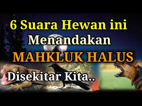 Video: 6 Tanda Anjing Anda Memercayai Anda Dengan KehidupanNya