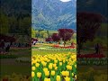 🌻 BEAUTIFUL GARDEN 🌼#creativeshorts #trending #viralcontent #gardening