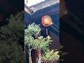 Rainy day at chaoshan.This is the beauty of traditional Chinese architecture.#Chaoshan #XuFuMaFu