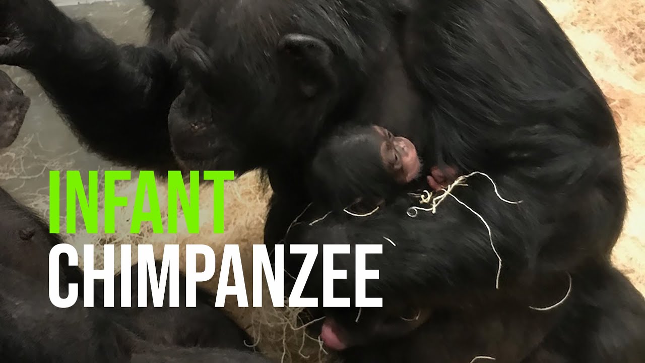 Its A Girl Chimpanzee Born At The Saint Louis Zoo Youtube