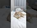 猫たちの反応が全然違った🤣 #猫 #ねこ #猫動画 #ねこ動画 #猫のいる暮らし #猫のいる生活 #猫好きさんと繋がりたい #猫あるある #可愛い猫 #猫あるある