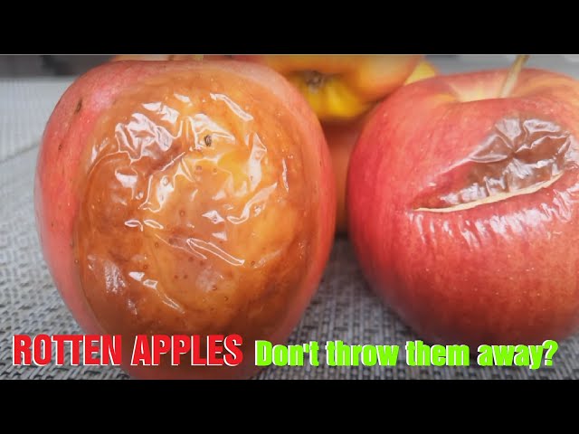You Will Never Throw Away The Rotten Apples After Watching