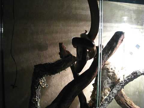 white lipped vid 001.AVI