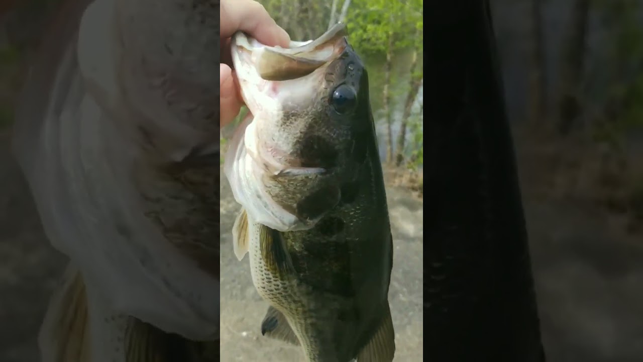 NJ delaware river Largemouth Bass with spots